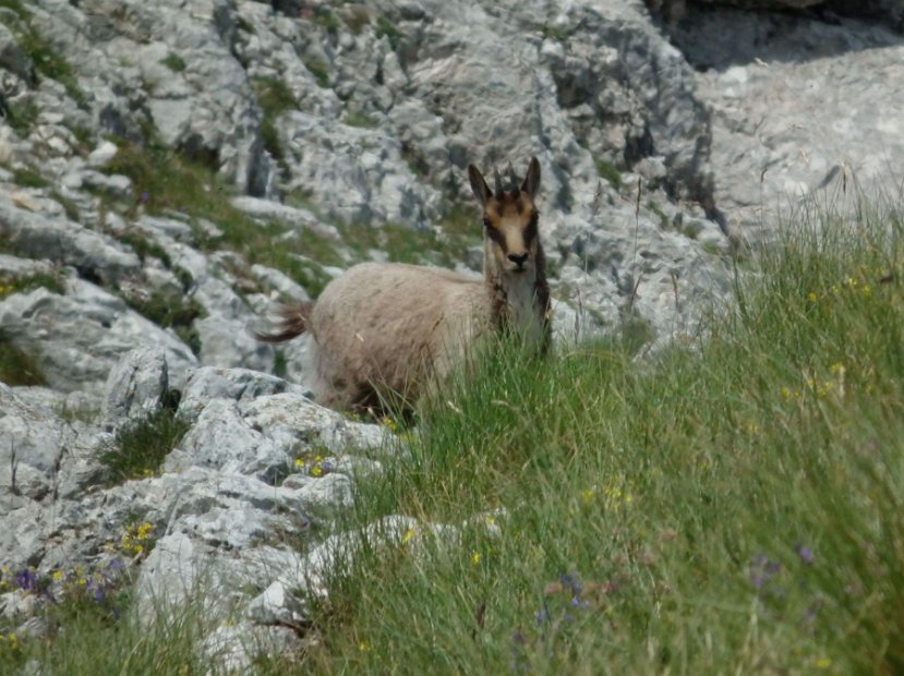 2013-07-01-Monte-Bove-044