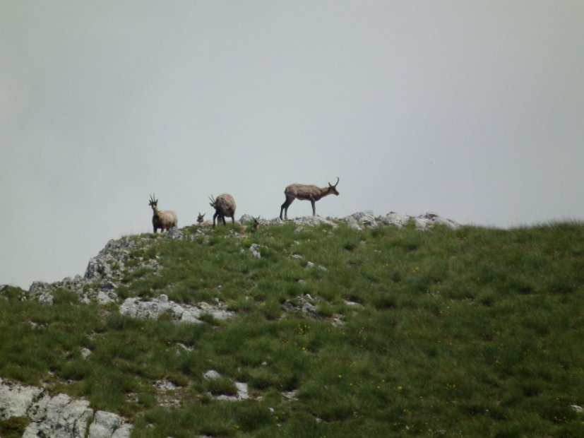 2013-07-01-Monte-Bove-057
