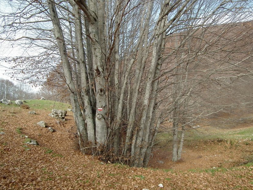 2012-11-10-Cavallo-Forcellone-010